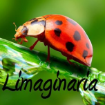 Limaginaria